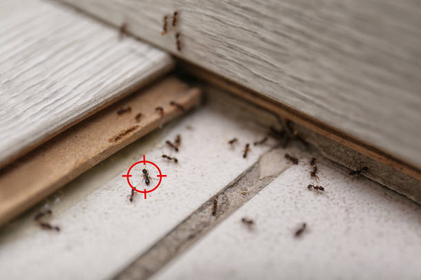 Best Pest Control Treatment  in Hebron, IN